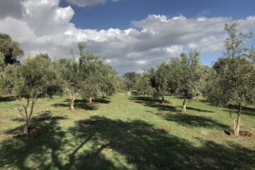 olive-grove-Evia-tours
