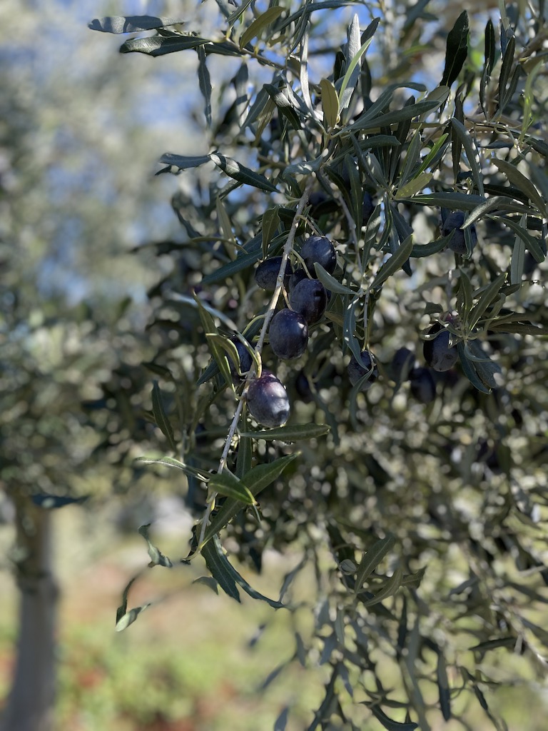 olive-oil-Evia-Tours