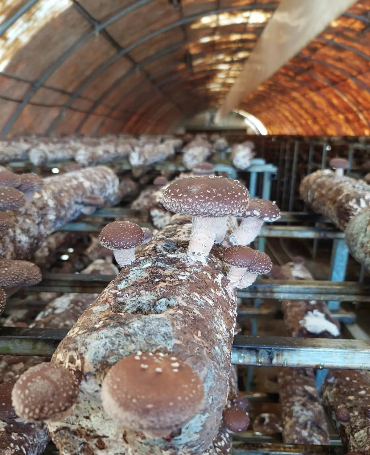 Mushrooms Hunting Adventure on Dirfys Mountain6