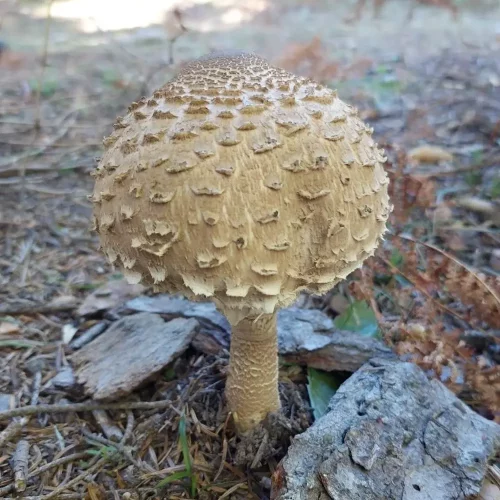 Mushrooms Hunting Adventure on Dirfys Mountain12