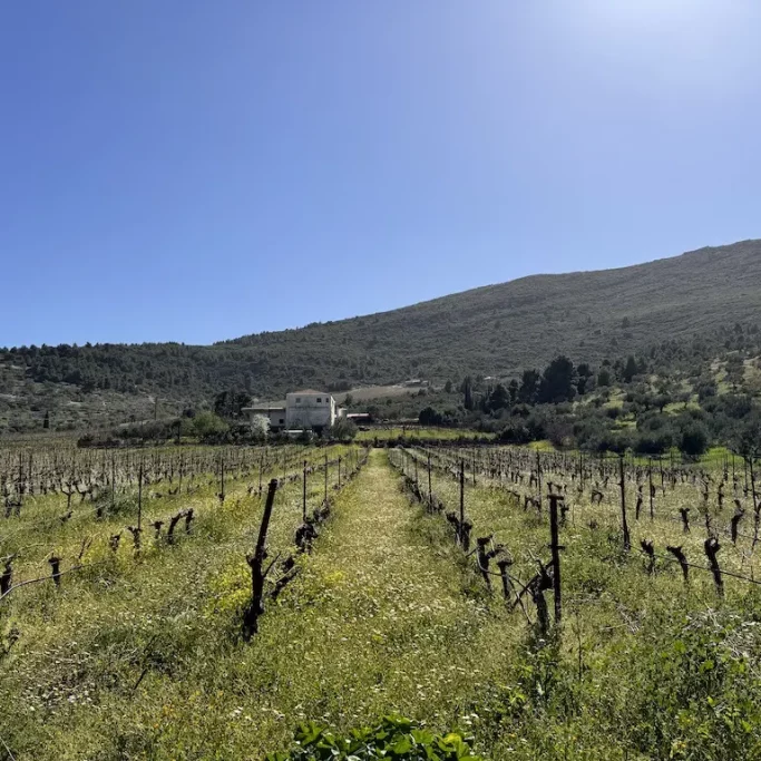 nemea winery evia private tours